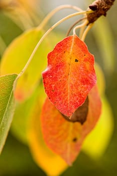 Yellowed leaves of wild pear tree in autumn. Water spray and droplets.