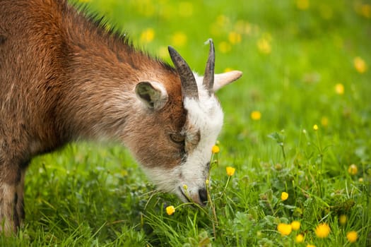 Young little goat standing on a meadow eating grass and flowers