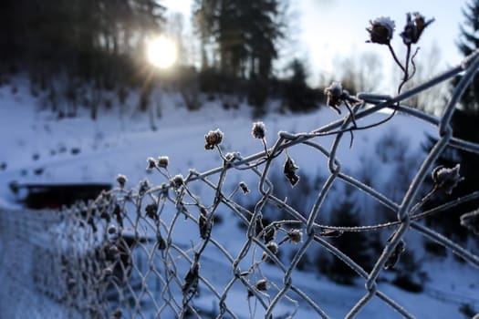 Winter