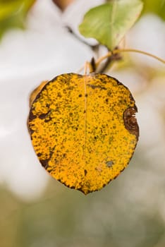 Yellowed leaves of wild pear tree in autumn. Water spray and droplets.