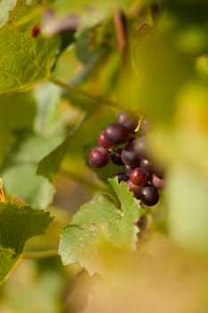 Red wine grapes on a stick