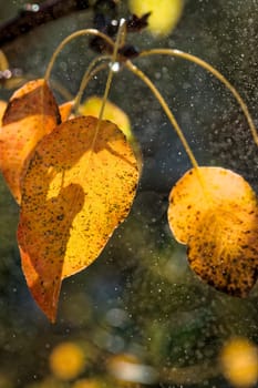 Yellowed leaves of wild pear tree in autumn. Water spray and droplets.
