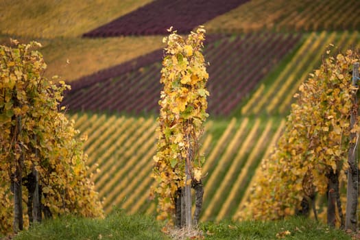 Vines in autumn