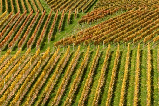 Vines in autumn