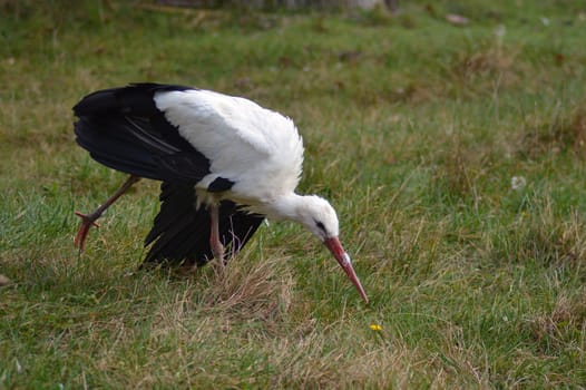 Stork