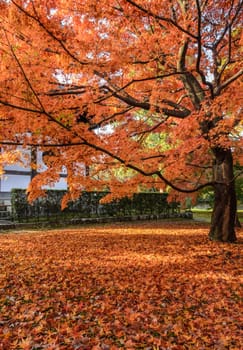 Red maple autumn color leaves at Tofukuji temple in Kyoto, Japan