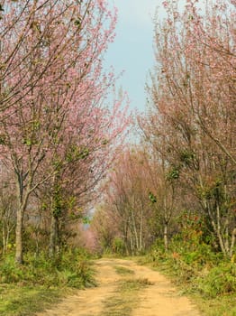 Wild Himalayan cherry forest in Thailand