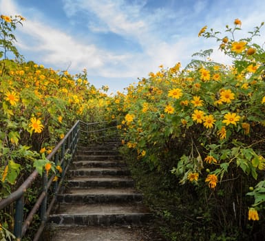 Pathway to the beautiful mexican sunflower blooming valley in Meahongson, Thailand