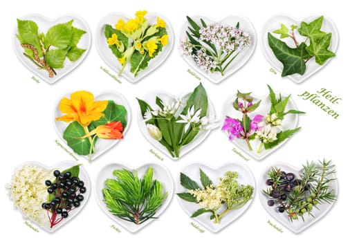 Alternative medicine with medicinal plants 5