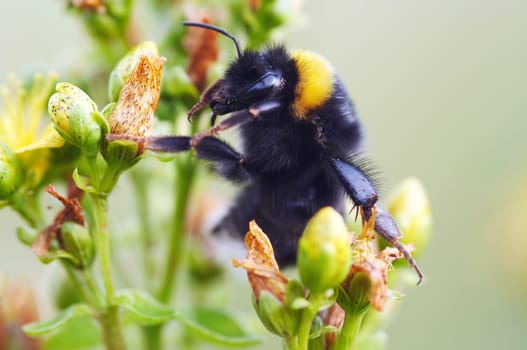 Detail of the bumle bee in flower - pollination