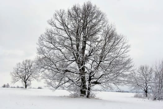Image of the trees in winter landscape