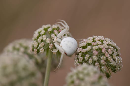 Detail of the white spider lurking for prey