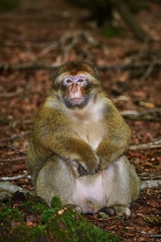 Barbary Macaque (Macaca Sylvanus) Sitting on the Ground