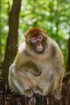 Barbary Macaque (Macaca Sylvanus) Sitting on the Tree Stump