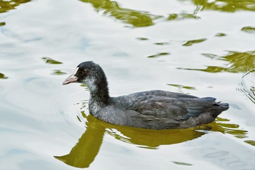 Nestling of Common Coot on a Pond