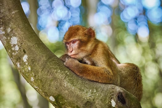 Barbary Macaque (Macaca Sylvanus) on the Tree