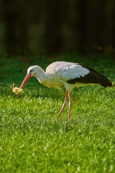 Stork Eats a Chick on the Green Lawn