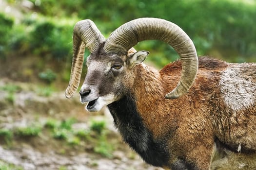 Portrait of Ram on the Pasture, Germany