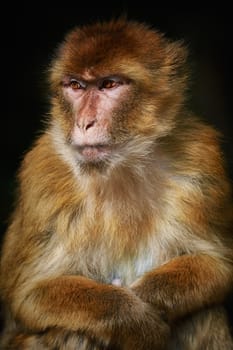 Closeup Portrait of Barbary Macaque (Macaca Sylvanus)