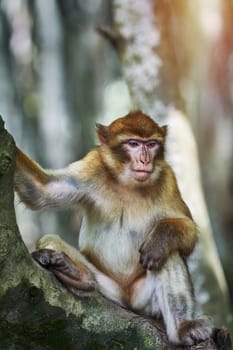 Barbary Macaque (Macaca Sylvanus) on the Tree