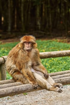 Barbary Macaque (Macaca Sylvanus) Sitting on the Bench