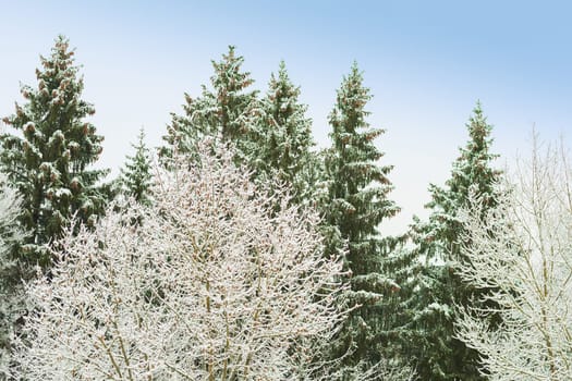 Snowy trees with frosty branches in snowbound winter forest