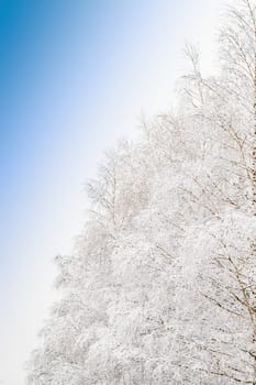 Beautiful frosty morning view with frozen branches of snowy tree in snow-covered forest