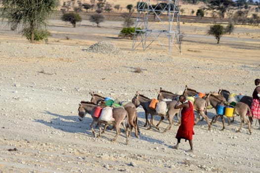 Masai driving a herd of donkeys with containers for water in the countryside of Tanzania