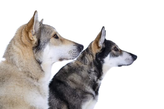 two wolfhounds in front of white background