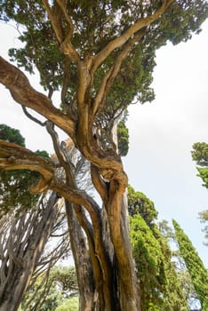 A wonderful very very old twisted tree