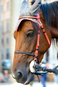 a carriage horse in the Pantheon square in Rome