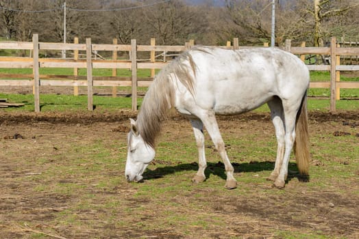 A green rural landsape with a nice horse