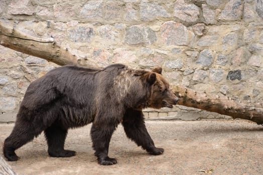 A nice and very big bear walking
