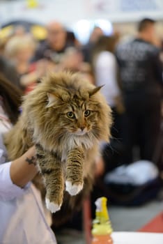 A pure  wonderful Maine Coon Portrait