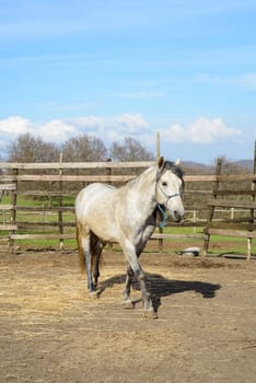 rural scene with nice sky with clouds and a beautiful white horse