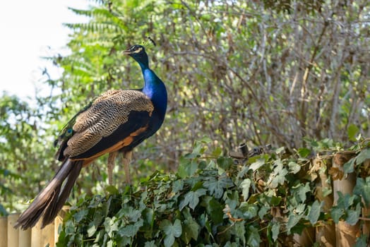 nice and colorful peacock on a green plant