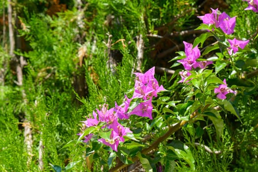 A colorful fuchsia flower of a bugainvillea