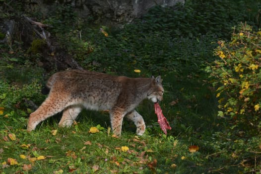 Lynx