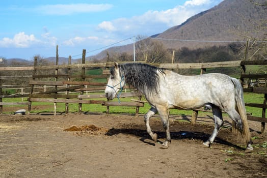 rural scene with nice sky with clouds and a beautiful white horse