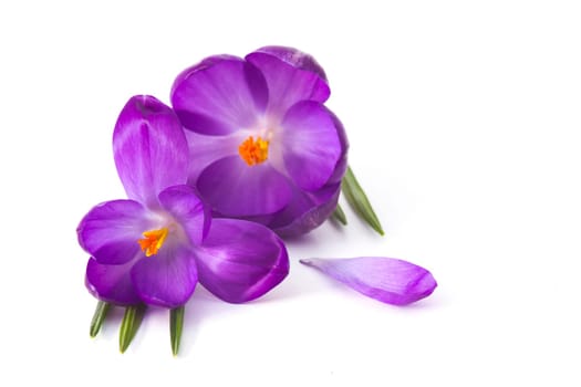 crocus - one of the first spring flowers
