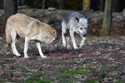 Timberwolf