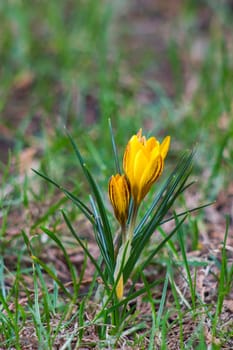 crocus - one of the first spring flowers