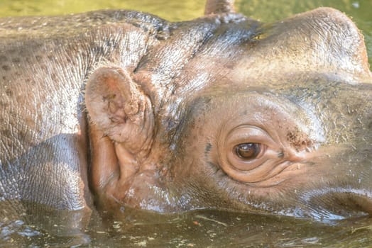 big hippopotamus in the water watching around