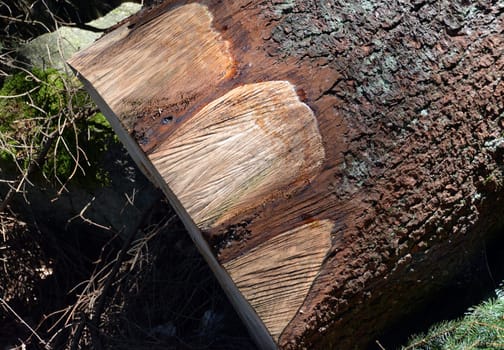 Trunk