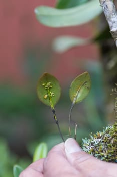 Tiny Rainforest Orchids in the Monteverde Cloud Forest in Costa Rica