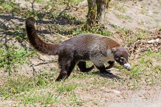 White Nosed Coati coming out of the Forest in Costa Rica