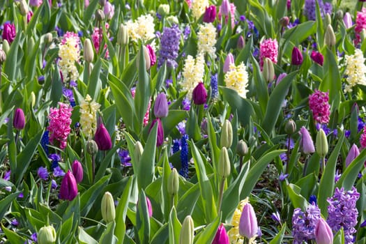 flowers in Keukenhof, Netherlands