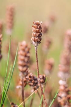 Dried small brownella - Prunella vulgaris in a macro image