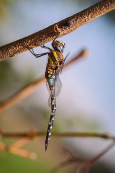 Autumn Mosaic Maiden - Aeshna mixta in a macro shot