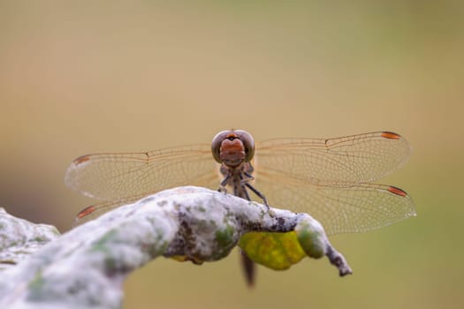 Spotted heather dragonfly - Sympetrum flaveolum when sunbathing - Macro image of the face
